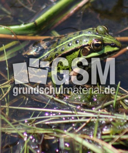 Teichfrosch-2.jpg